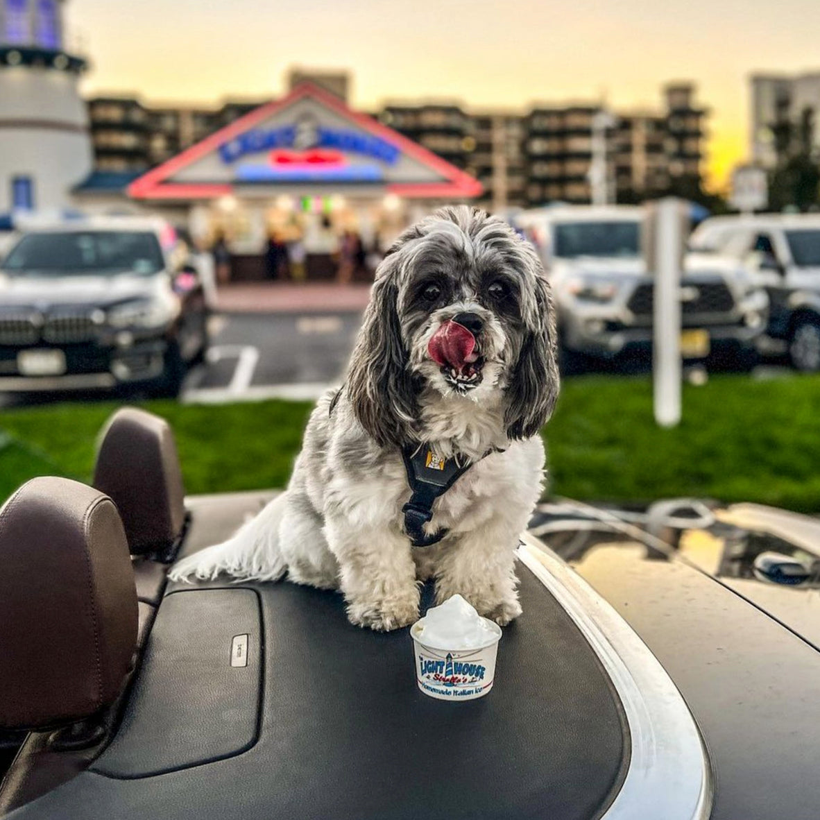A dog enjoying a cup of Strollo's Lighthouse soft serve ice cream